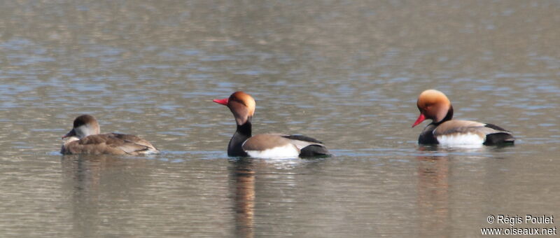 Red-crested Pochard, Behaviour