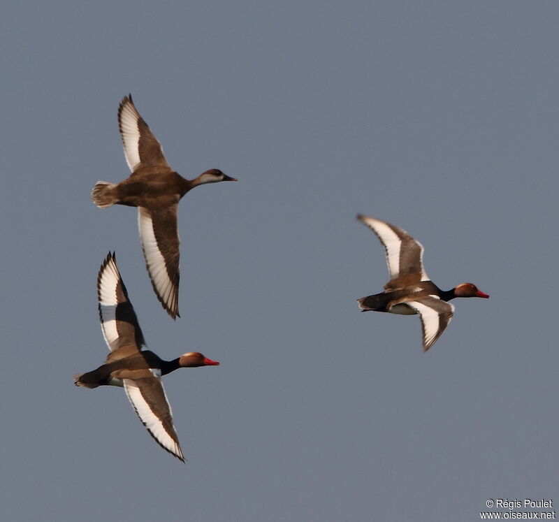 Red-crested Pochard , Flight