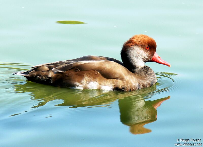 Red-crested Pochard male adult