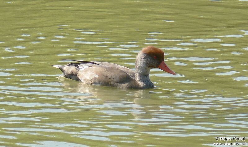 Red-crested Pochard male immature