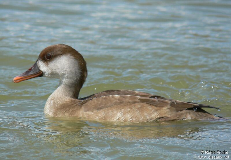 Red-crested Pochard female adult, identification