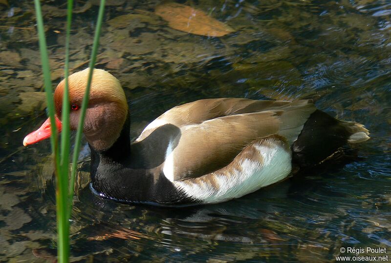 Red-crested Pochard male adult