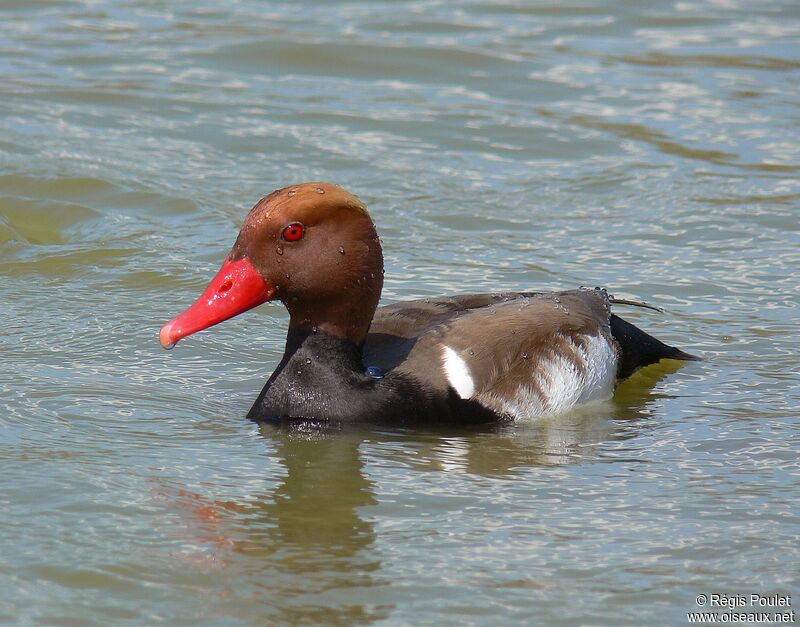 Red-crested Pochard male adult