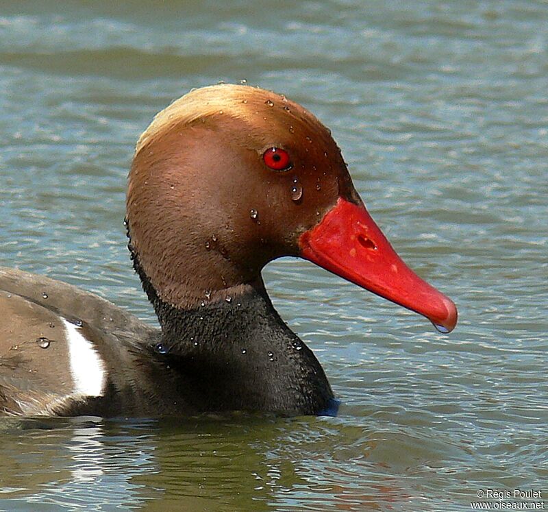 Nette rousse mâle adulte