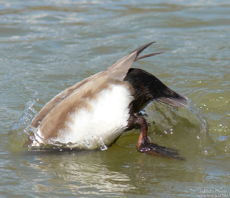 Red-crested Pochard male adult