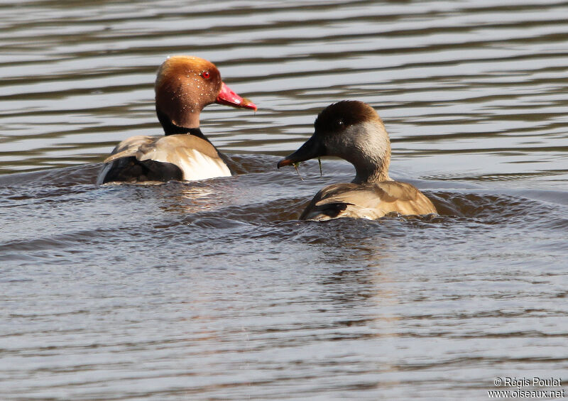 Red-crested Pochard adult, identification, feeding habits