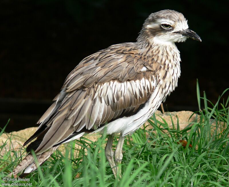 Bush Stone-curlewadult