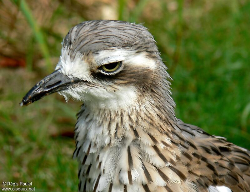 Bush Stone-curlewadult