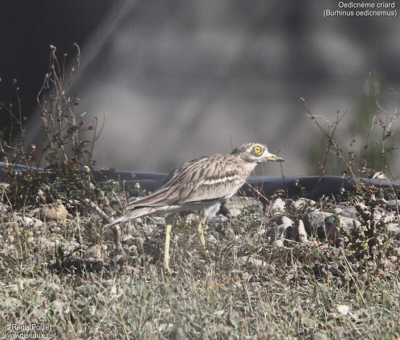 Eurasian Stone-curlew