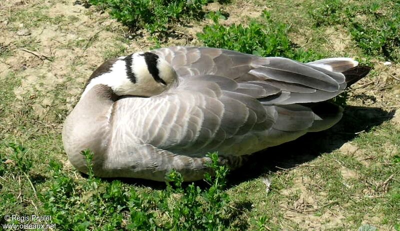 Bar-headed Gooseadult