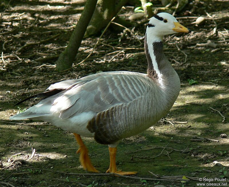 Bar-headed Gooseadult