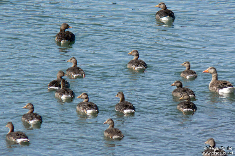 Greylag Gooseimmature