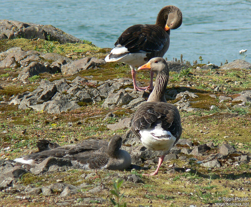 Greylag Gooseadult