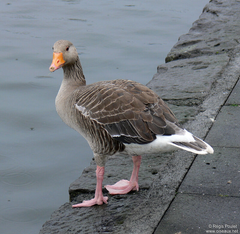 Greylag Gooseadult