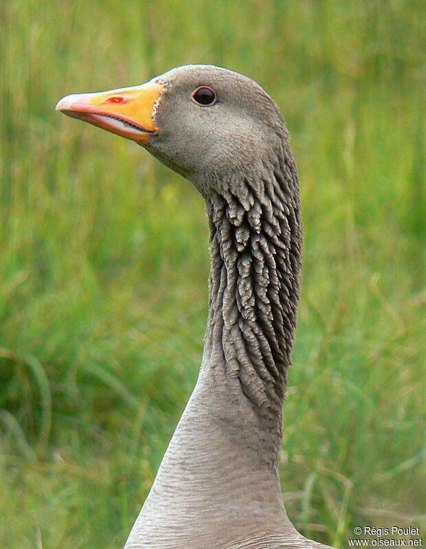 Greylag Gooseadult