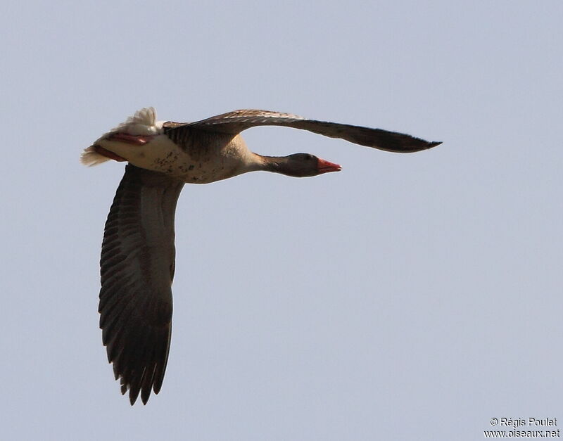 Greylag Goose, Flight