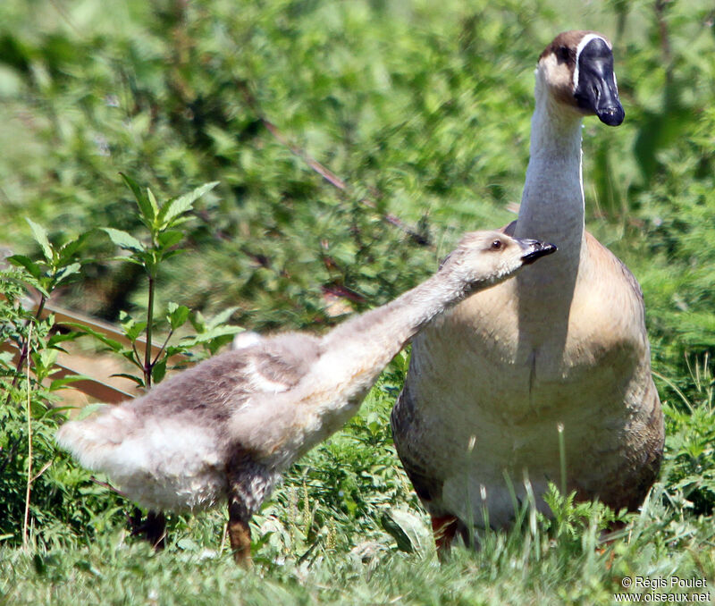 Swan Goose