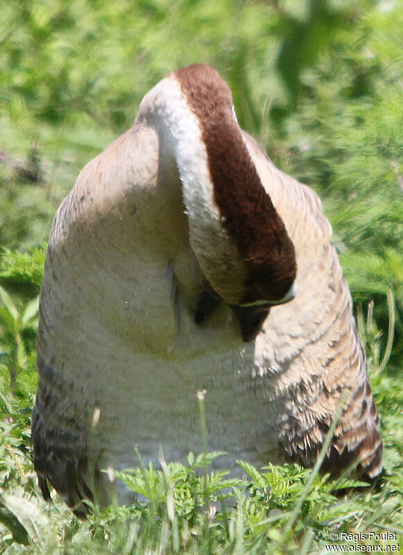 Swan Gooseadult