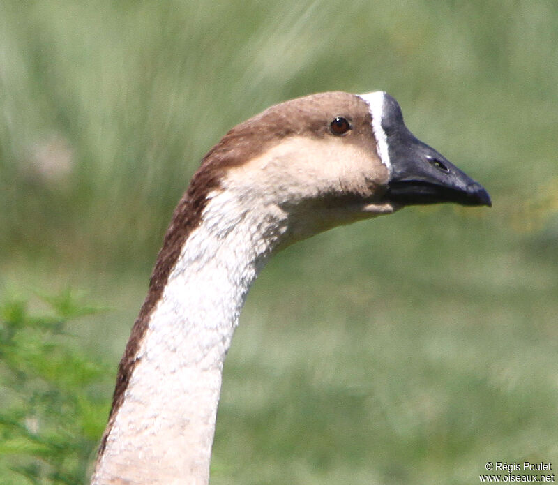 Swan Gooseadult