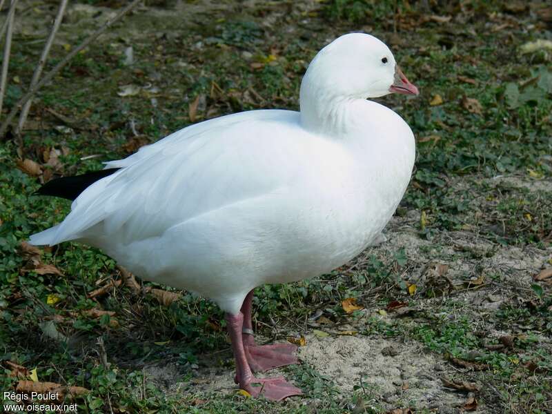 Ross's Gooseadult