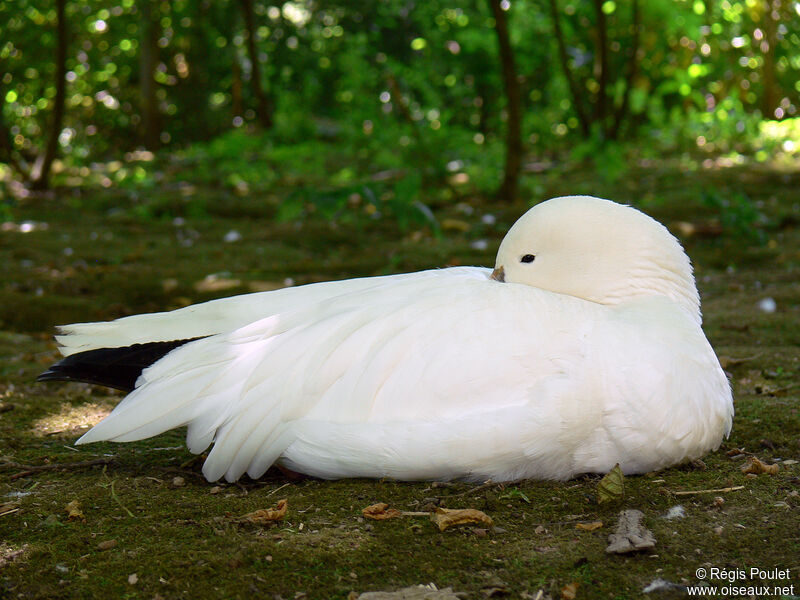 Ross's Goose