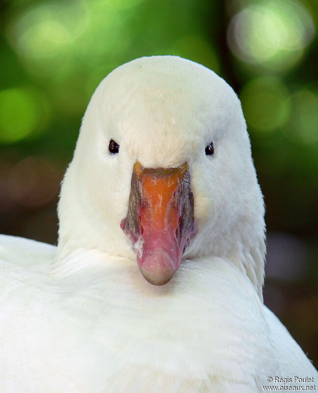 Ross's Goose