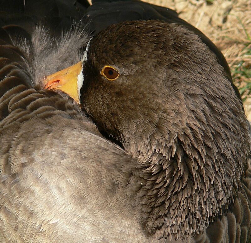 Lesser White-fronted Goose