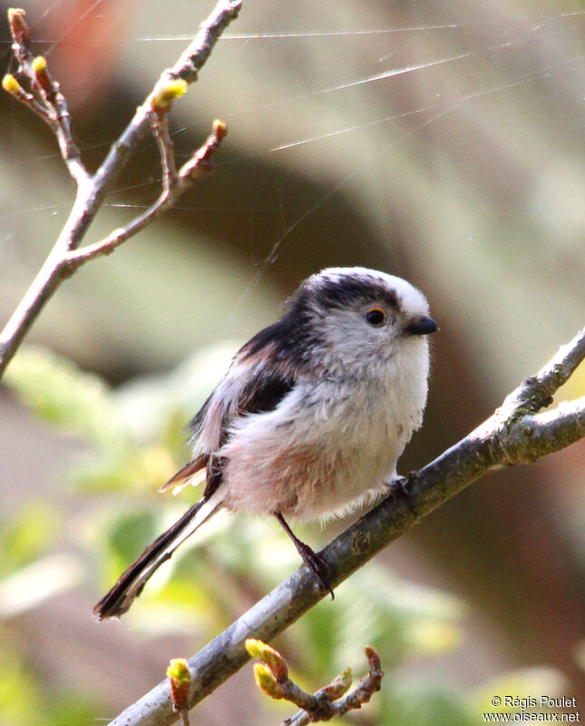 Orite à longue queueadulte, identification