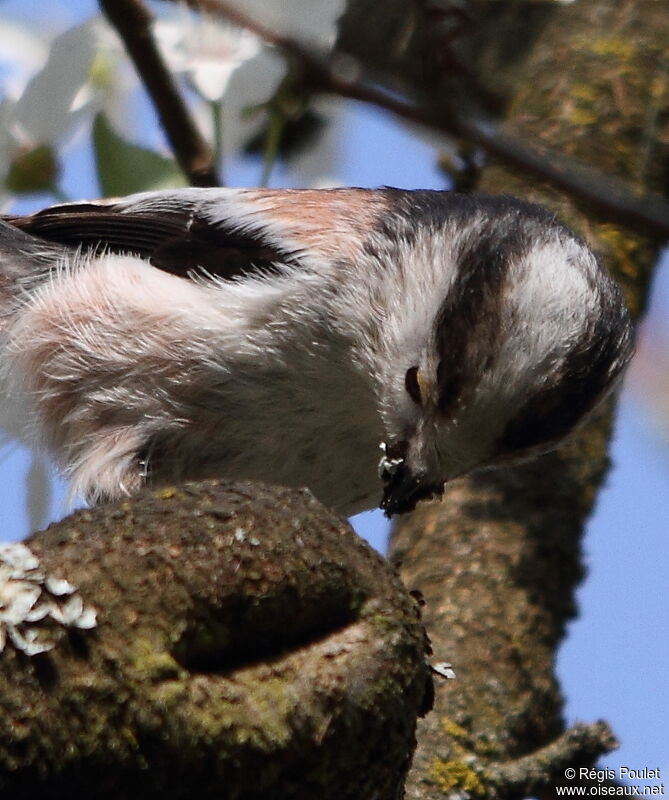 Long-tailed Tit, Behaviour