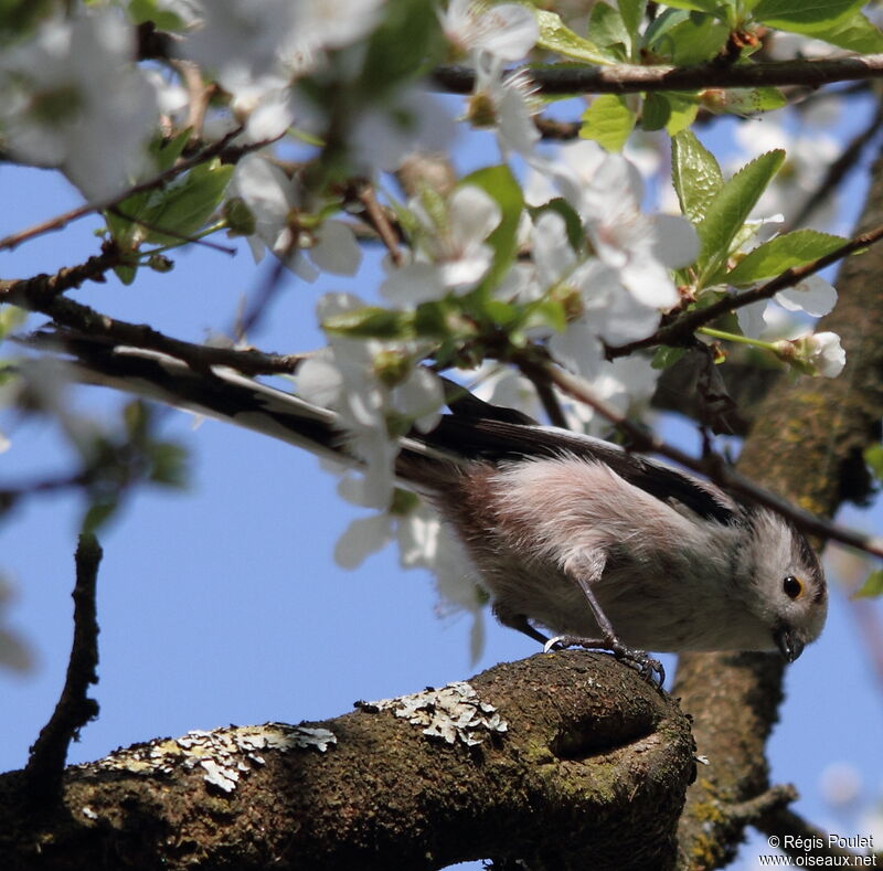 Long-tailed Tit