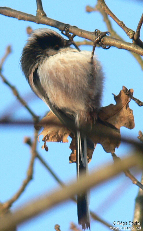 Long-tailed Titadult