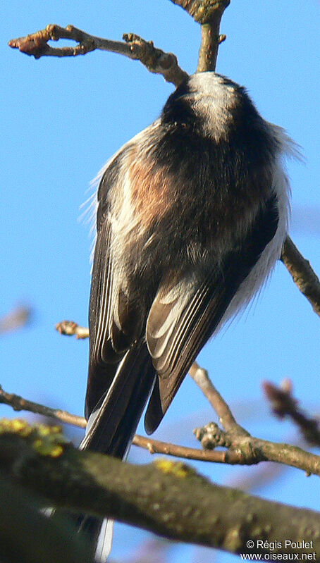 Long-tailed Titadult