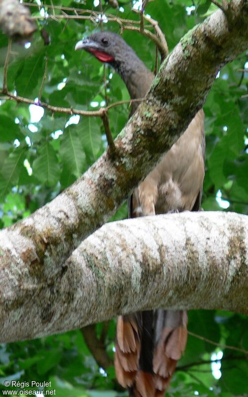 Rufous-vented Chachalacaadult