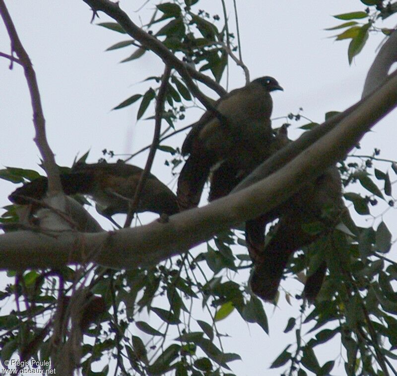 Rufous-vented Chachalaca 