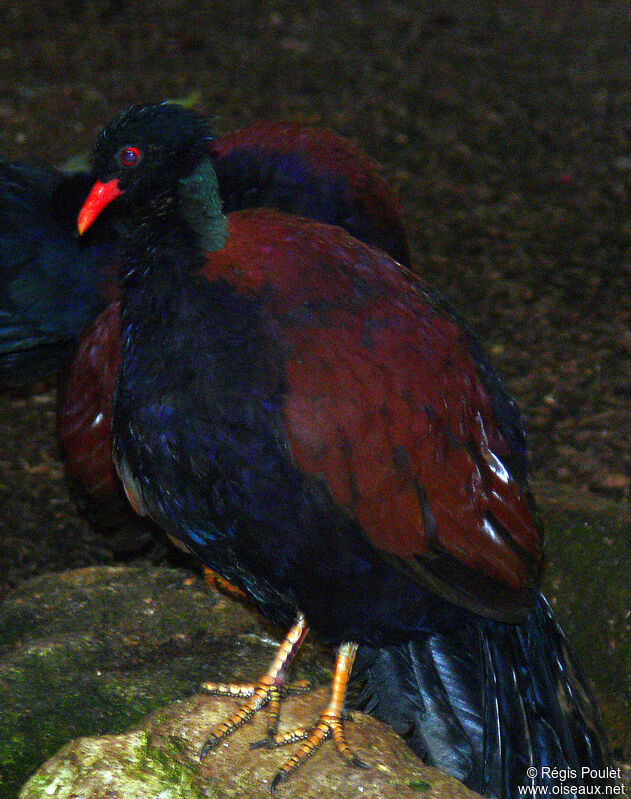 Pheasant Pigeon