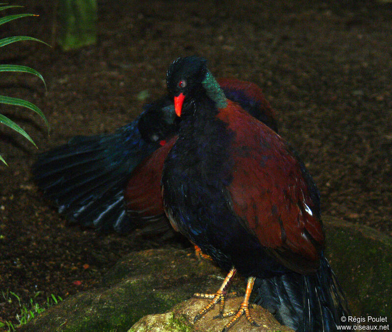 Pheasant Pigeon