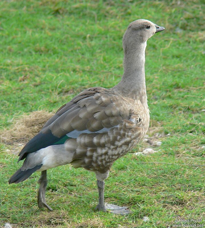 Blue-winged Gooseadult