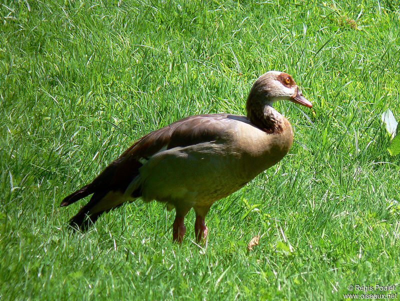 Egyptian Goose