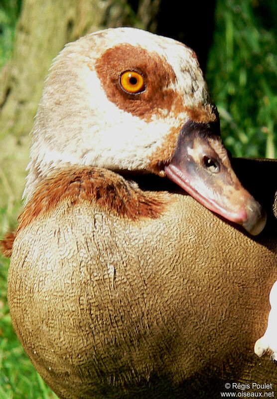 Egyptian Goose