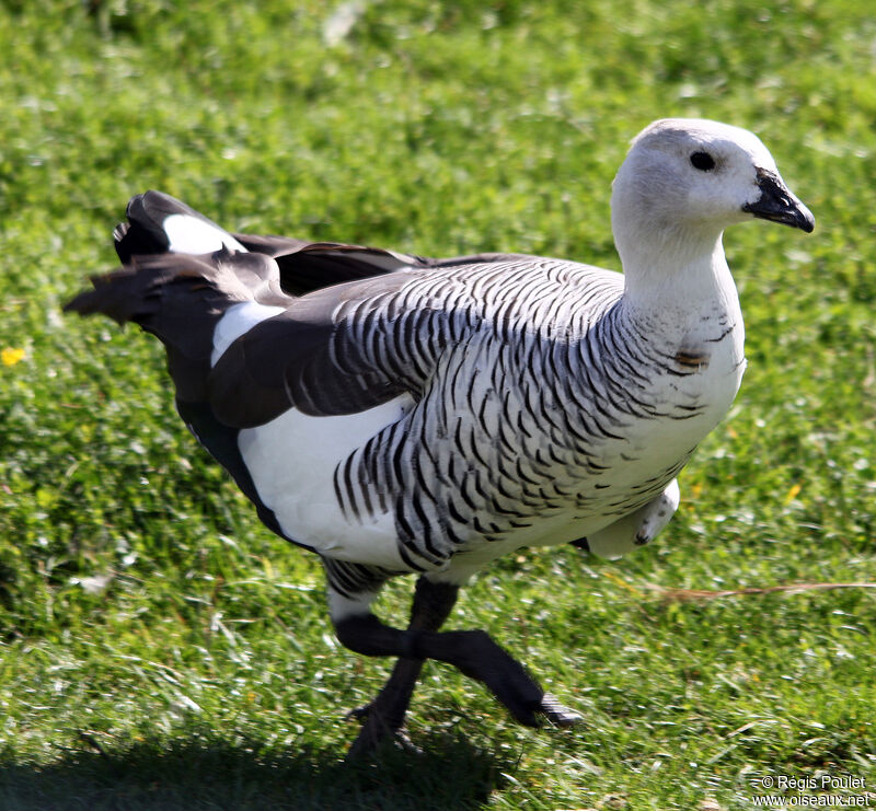 Ouette de Magellan mâle adulte, identification