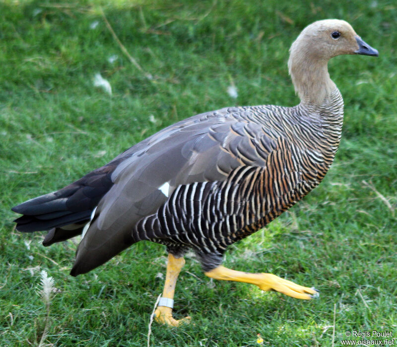 Ouette de Magellan femelle adulte, identification