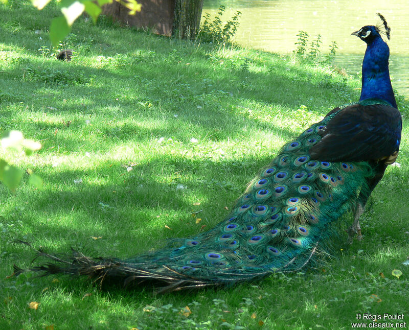 Indian Peafowl male adult