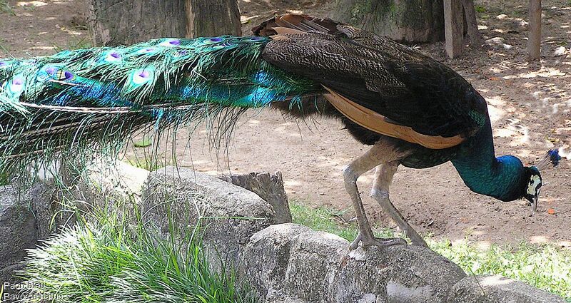 Indian Peafowl male adult