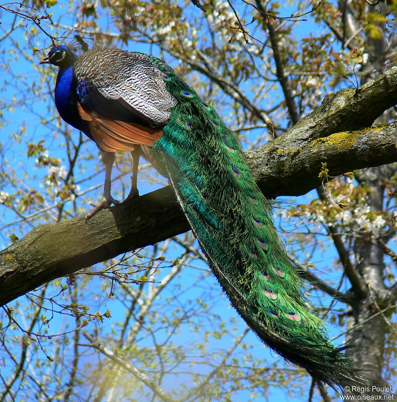 Indian Peafowl male adult