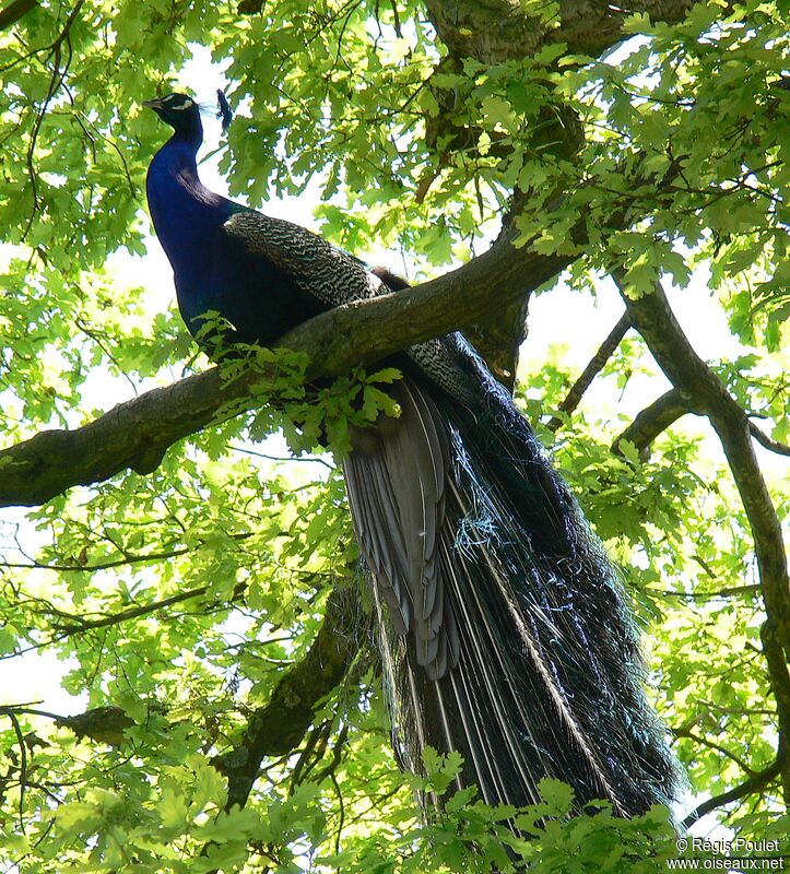 Paon bleu mâle adulte