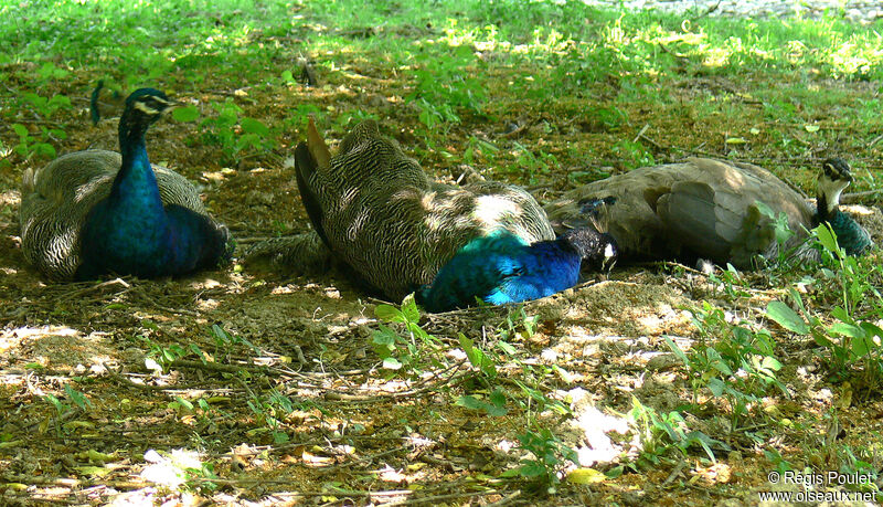 Paon bleu, Comportement