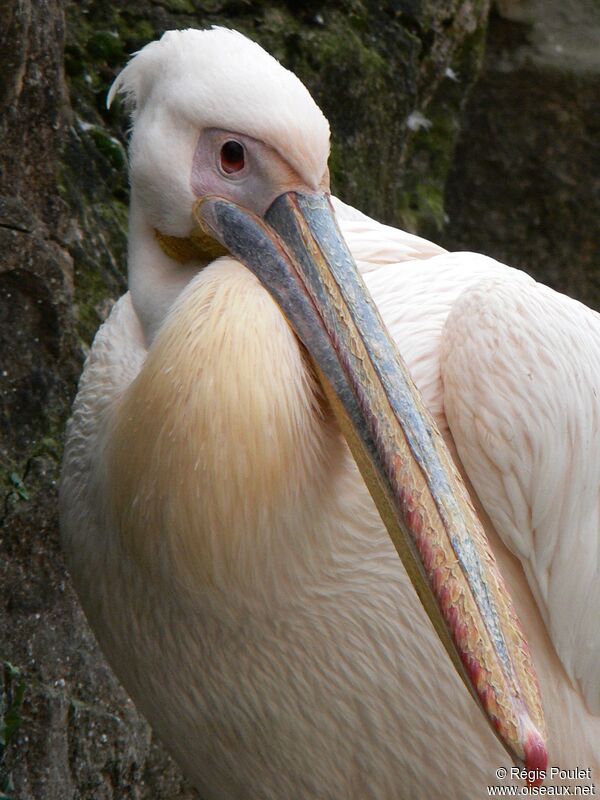 Great White Pelicanadult