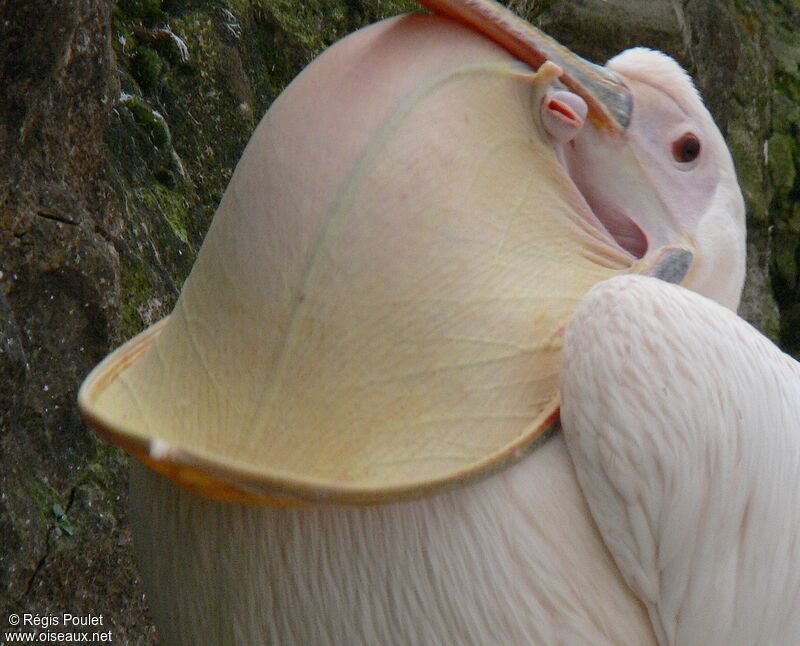 Great White Pelican