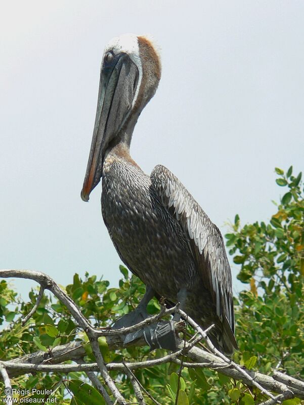 Brown Pelicanadult