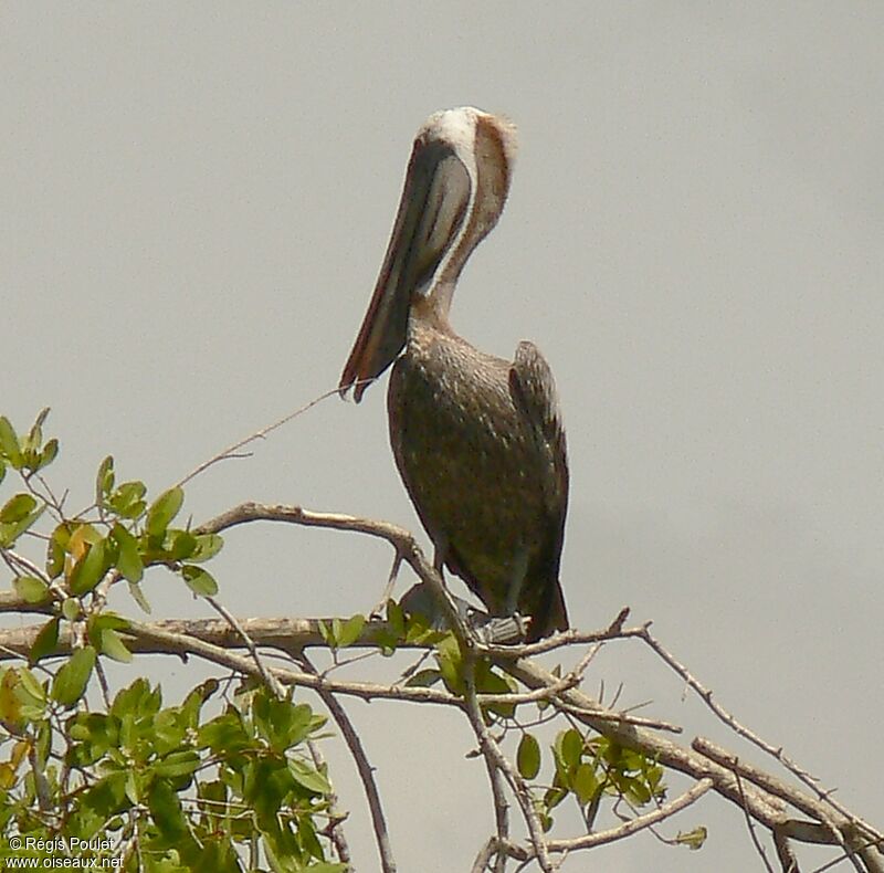 Brown Pelicanadult